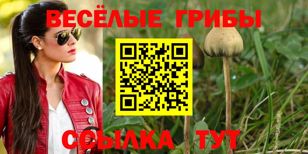 Псилоцибиновые грибы Psilocybine cubensis Партизанск